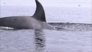 orca breaching right beside kayaker [upl. by Selegna]