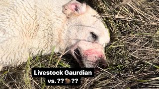 Livestock Guardian dogs vs  livestockguardiandog ranching goats [upl. by Paulette]