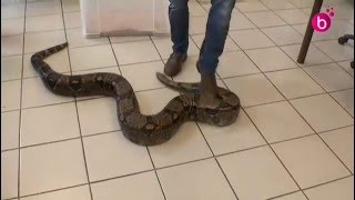 Formation des pompiers aux Nouveaux Animaux de Compagnie [upl. by Yddub414]