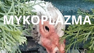 Objawy mykoplazmy u kur  leczenie mykoplazmy [upl. by Fenella]