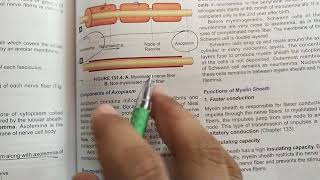 Wallerian degeneration or orthograde degeneration Cns physiology [upl. by Chrisse]