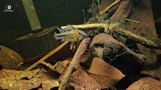 WC Apistogramma cf Cacatuoides Rio Purus [upl. by Yelyk]