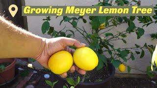 Growing Meyer Lemon Tree In Containers  Best Lemons For Lemonade [upl. by Omer15]