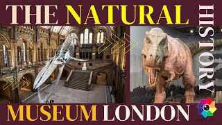 Natural History Museum in London  Free Entry [upl. by Iene]