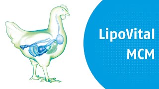 LipoVital  MCM [upl. by Durnan669]