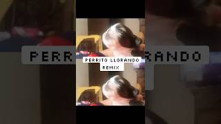 perrito llorando remix producer remix music [upl. by Fishbein]