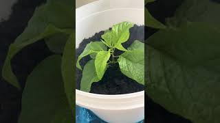 ready forGarden🪴plants🌱 plants বাগানের জন্য প্রস্তুত গাছপালাviral shots youtube sadinbangla71 [upl. by Chickie]