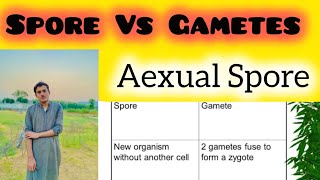 Differentiate Between Spore and Gametes Spore vs Gametes [upl. by Stacia897]