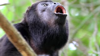 Howler monkeys the strongest sound of the tropical jungle full version [upl. by Kris]