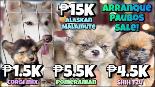 Arranque Pet Market Part 2  May 24 2023  Recto Manila [upl. by Weslee28]