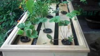 Aquaponic Farm in a Box with Deep Water Raft  quotSan Antonioquot [upl. by Eerahs]