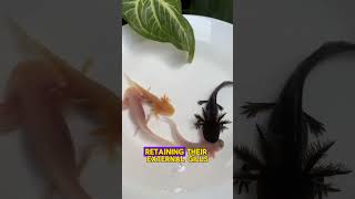 Facts About Axolotl Fish animals facts dailyfacts zoozonefacts didyouknow shortsvideo [upl. by Ainak417]