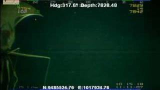 DeepSea Creepy Giant quotLONG ARMquot Squid  First Published Original Footage [upl. by Tomkin]