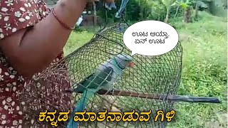 ಕನ್ನಡವನ್ನು ಮಾತನಾಡುವ ಗಿಳಿCute Karnataka parrot talk in Kannada [upl. by Crawley407]