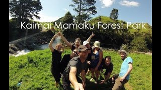 Kaimai Mamaku Forest Park Hike [upl. by Han856]