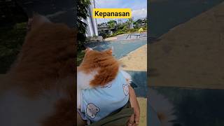 Di Taman trending cat funnyvideos kucing pet animal viral dog tiktok cutecat youtube ai [upl. by Marabelle]