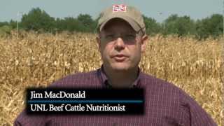 How Nitrates Affect Cattle [upl. by O'Conner]