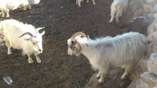 pashmina goats in ladakh [upl. by Ained508]