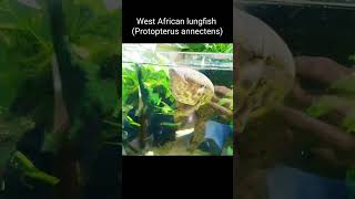 West African lungfish  Protopterus annectens [upl. by Euqinay]