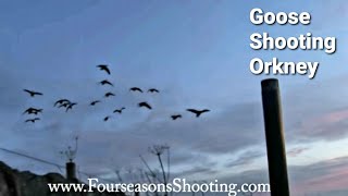 Goose shooting in Orkney 202223 [upl. by Agrippina403]