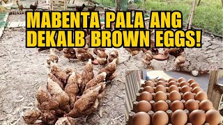 MABENTA PALA ANG DEKALB BROWN EGGS [upl. by Nixon]