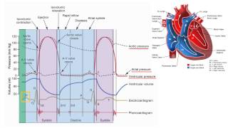 SGL Electrical conduction and Wiggers diagram [upl. by Juliann174]