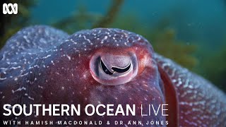 The unique breeding rituals of cuttlefish  Southern Ocean Live [upl. by Cordell]