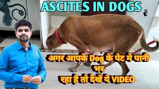 Ascites in dogs  Ascites in dog its causes signs and treatment  dog के पेट मे पानी भरने का इलाज़ [upl. by Odlonra19]