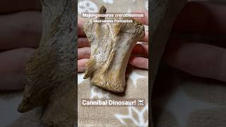 Majungasaurus Dinosaur Fossil Vertebra [upl. by Nauqaj]