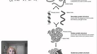 Protein Structure and Function  Part 1 [upl. by Virnelli]