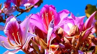 Orchid Tree Bauhinia variegata La Costa California [upl. by Auqenahc761]