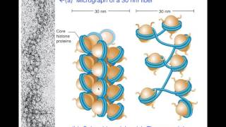 Unit1E Eukaryotic DNA Packaging Chromatin [upl. by Sargent964]