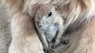 Prairie dog Popcorn spends time with golden retriever [upl. by Tristis]