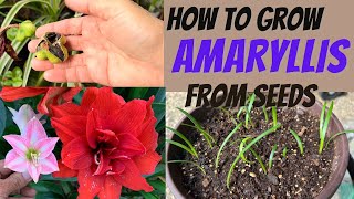 How to grow Amaryllis from seeds [upl. by Norym]