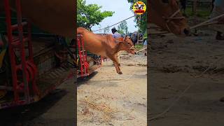 কি লাফ দিলো গরুটা 😱😱😱 cow trending bull animals video shorts short viralvideo😱😱 shortvideo [upl. by Gibby]