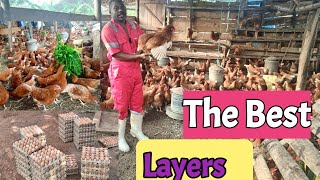 The Best egg laying Chickensl why Hyline Brown ISA Brown and Lohmann sande are the best chickens [upl. by Arlee]