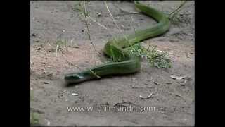 Green keelback snake in Panna National Park [upl. by Hilten]