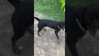 Rottweiler training aggression control chennaiinfluencer rottweiler media pets dogobedience [upl. by Ailuj589]