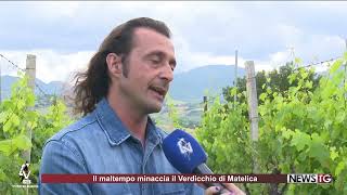 A rischio la produzione 2023 del Verdicchio di Matelica [upl. by Atiuqan371]