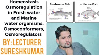 Homeostasis Osmoregulation in fresh marine organisms Osmoconformers Osmoregulator HindiUrdu Sir SK [upl. by Michaeline]