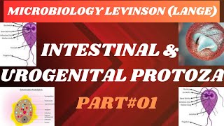 Intestinal amp Urogenital protozoamicrobiology Part01microbiologylevinsonparasitemicro mbbs [upl. by Ahtibat]