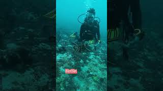 crinoidea echinodermata purba quotlili lautquot lely laut hewanlaut biotalaut fish reeftank shorts [upl. by Odab]