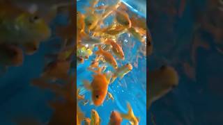 Fish Tunnel  Gold Fish [upl. by Otreblada]