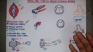 Stretch Reflex  Muscle Spindle  Knee Jerk Reflex  Neurology  Neurophysiology  Bangla [upl. by Lillie]