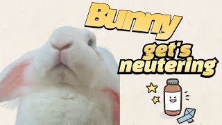 Bunny gets neutered [upl. by Anirahtak]