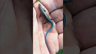 fivelined skink Plestiodon fasciatus [upl. by Zea]