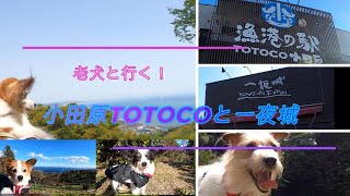 小田原満喫！老犬コース。まるじぃとまいちゃんも登場～ [upl. by Yliak160]