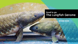 Recordbreaking lungfish genome reveals how vertebrates conquered land [upl. by Navillus221]