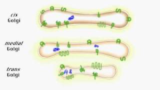 Protein secretion from cell [upl. by Sibbie]