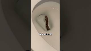 If you see this SNAKE dont be afraid 😨 viral [upl. by Johansen]